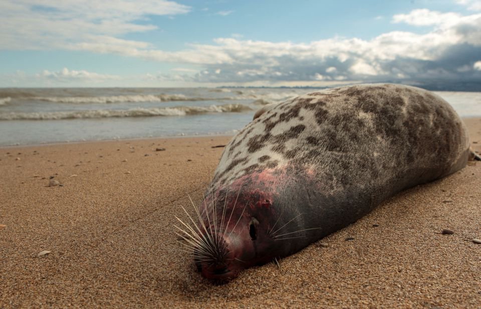 2,500 dead seals were found on Russia’s Caspian coast