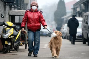 a guy walking with his dog both wearing face masks