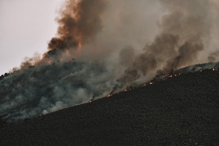 picture of a jungle burning