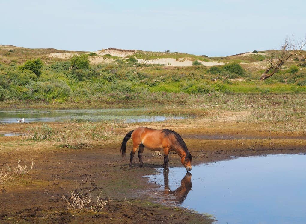 a horse drinking water from a lake.