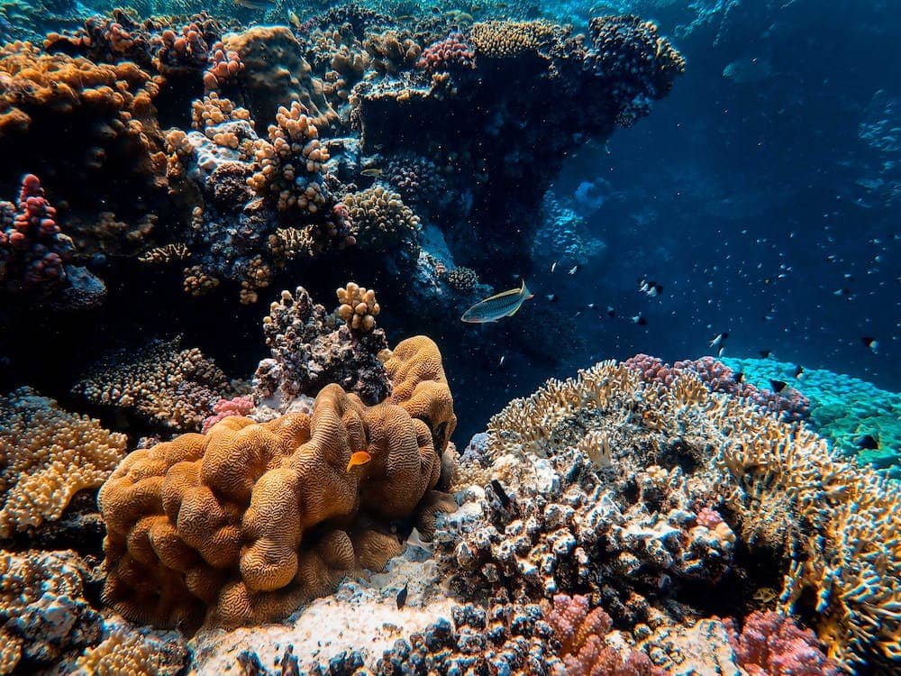 coral reefs underwater / What will the UN's new High Seas Treaty do?