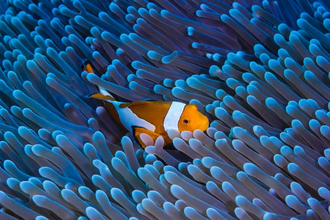 fish underwater 