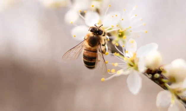 America’s Honeybee Hives Experienced Second Highest Death Rate on Record