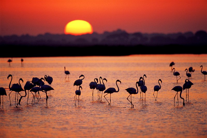 A group of Greater flamingos in Doñana National Park
