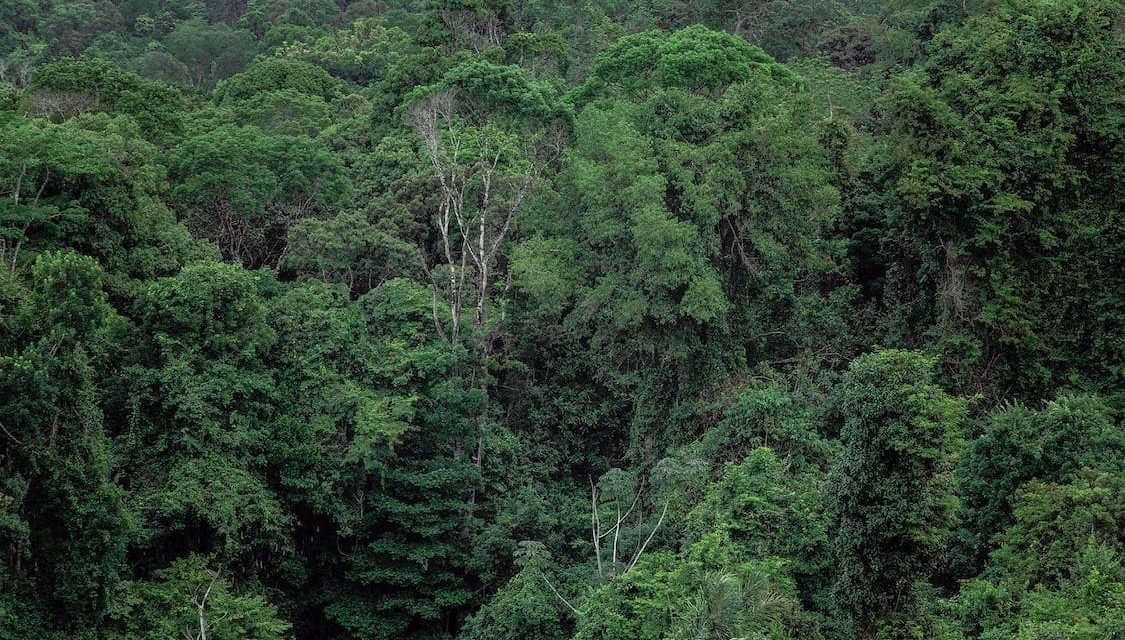 34% Drop in Amazon’s Deforestation: Are Brazil’s New Environmental Policies Really Effective?