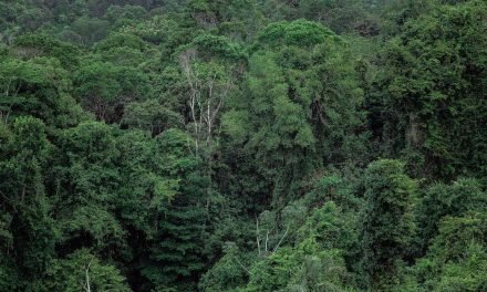 34% Drop in Amazon’s Deforestation: Are Brazil’s New Environmental Policies Really Effective?
<span class="bsf-rt-reading-time"><span class="bsf-rt-display-label" prefix=""></span> <span class="bsf-rt-display-time" reading_time="2"></span> <span class="bsf-rt-display-postfix" postfix="Min Read"></span></span><!-- .bsf-rt-reading-time -->