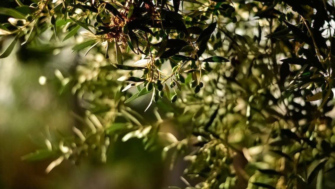 High Temperatures are affecting Olive Oil Supply
<span class="bsf-rt-reading-time"><span class="bsf-rt-display-label" prefix=""></span> <span class="bsf-rt-display-time" reading_time="2"></span> <span class="bsf-rt-display-postfix" postfix="Min Read"></span></span><!-- .bsf-rt-reading-time -->