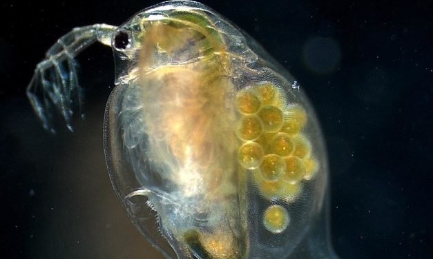 Water fleas can help to filter pollutants out of wastewater