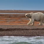 Human-Caused CO2 Emissions are Directly Linked to Polar Bear Survival, New Study Reveals