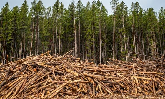 The World has Faild to Halt Deforestation as Millions of Trees are Lost