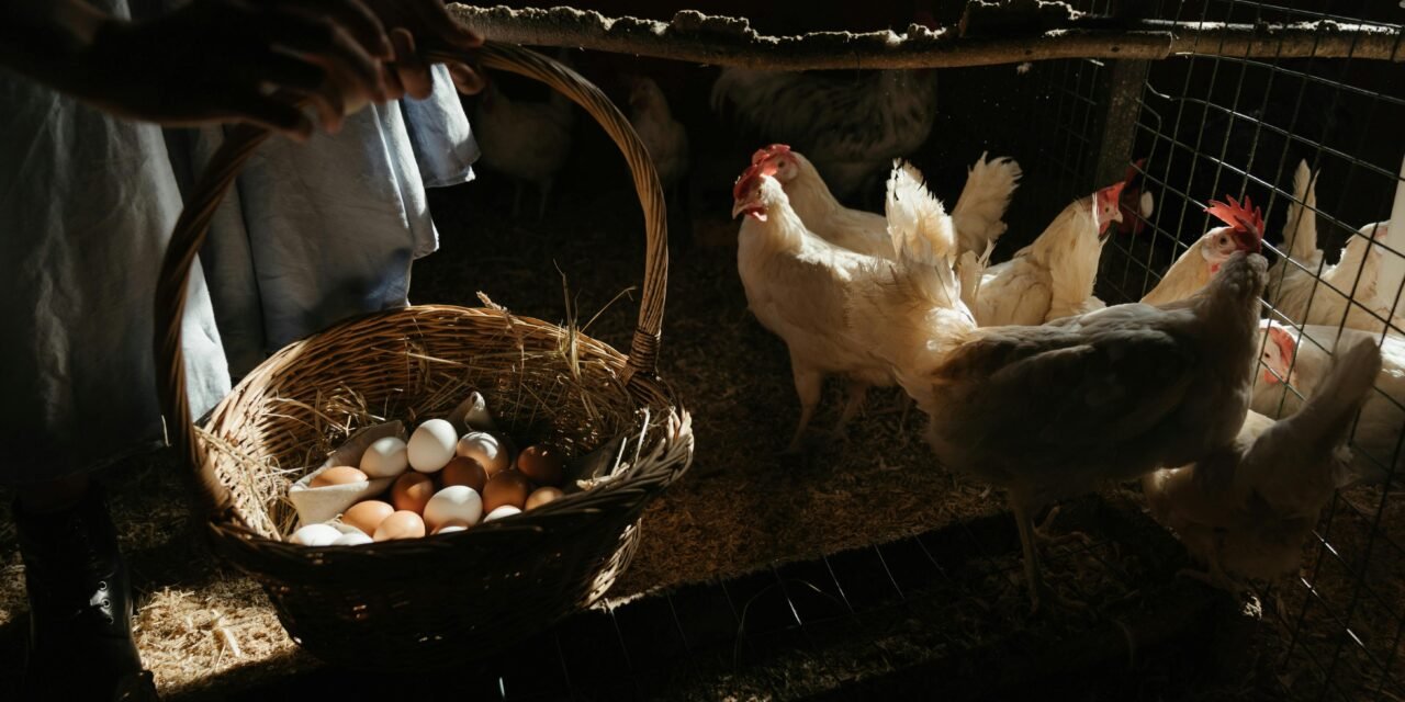 France warned Millions to Avoid eating eggs from domestic coops due to chemical pollution
<span class="bsf-rt-reading-time"><span class="bsf-rt-display-label" prefix=""></span> <span class="bsf-rt-display-time" reading_time="3"></span> <span class="bsf-rt-display-postfix" postfix="Min Read"></span></span><!-- .bsf-rt-reading-time -->