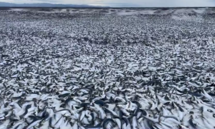 Hundreds of Tons of Dead Fish Washed Up on Northern Japanese Beach, Fueling Concerns Over Fukushima’s Radioactive Wastewater Release
<span class="bsf-rt-reading-time"><span class="bsf-rt-display-label" prefix=""></span> <span class="bsf-rt-display-time" reading_time="2"></span> <span class="bsf-rt-display-postfix" postfix="Min Read"></span></span><!-- .bsf-rt-reading-time -->