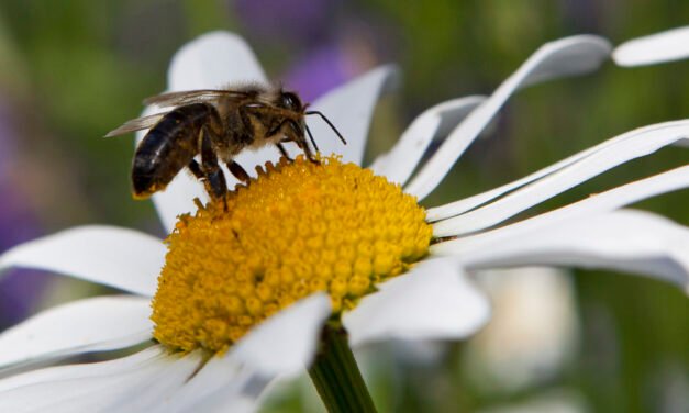 Air Pollution Threatens Pollination Process, New Study Finds