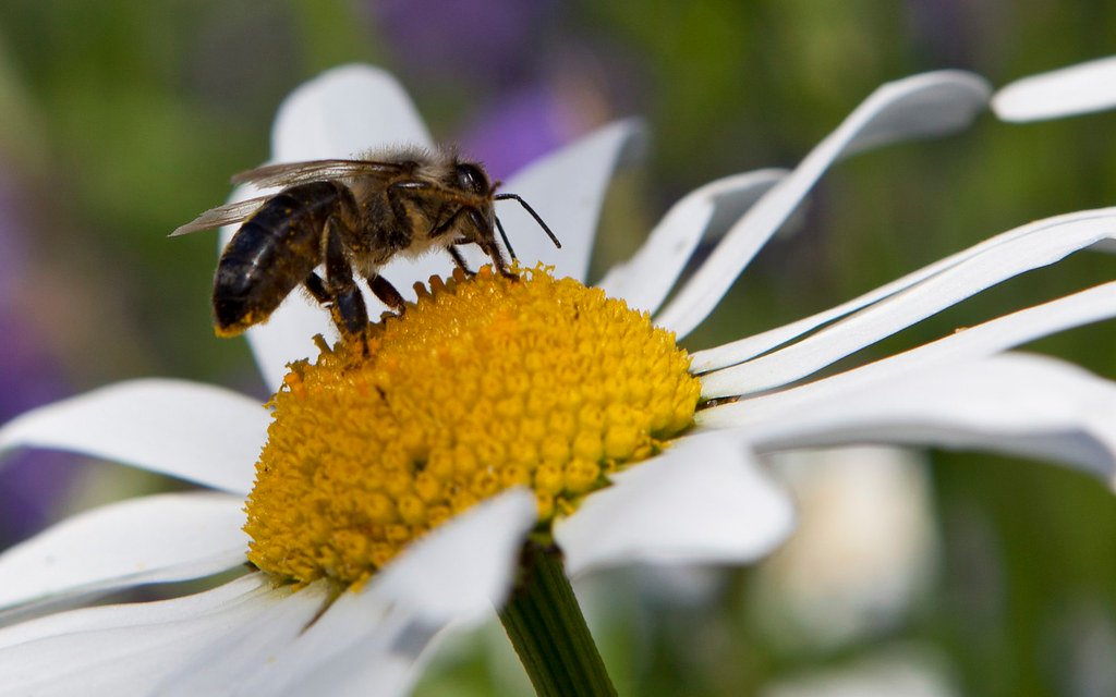 Air Pollution Threatens Pollination Process, New Study Finds
<span class="bsf-rt-reading-time"><span class="bsf-rt-display-label" prefix=""></span> <span class="bsf-rt-display-time" reading_time="2"></span> <span class="bsf-rt-display-postfix" postfix="Min Read"></span></span><!-- .bsf-rt-reading-time -->